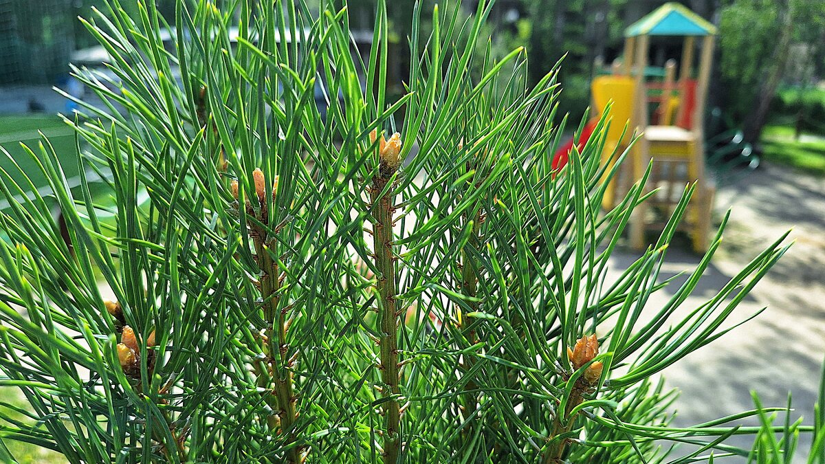 Полдень - Hope 