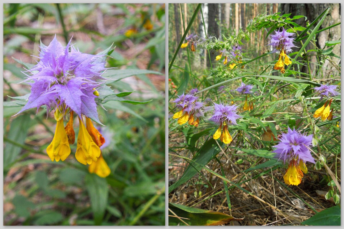 Цветы лесные - Татьяна Машошина