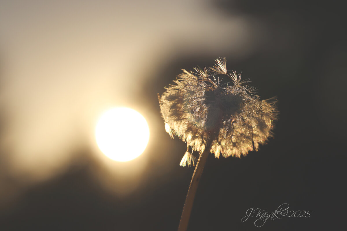 *** - Елена Kазак (selena1965) *** - Елена Kазак (selena1965)