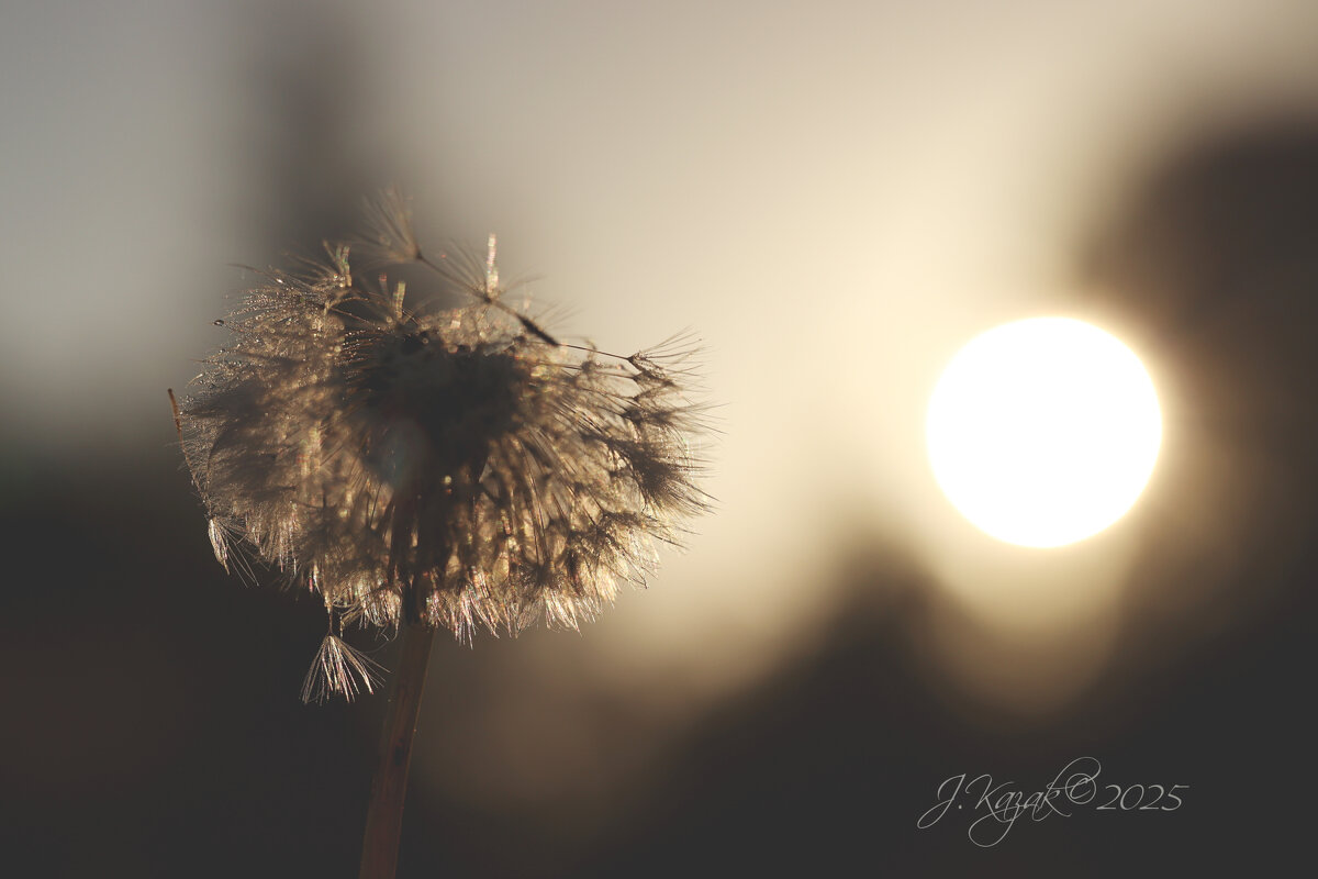 *** - Елена Kазак (selena1965)