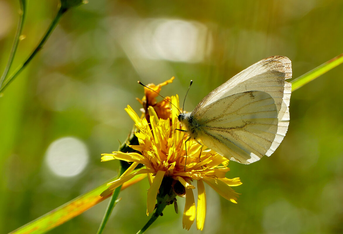 из снятого сегодня 1 - Александр Прокудин