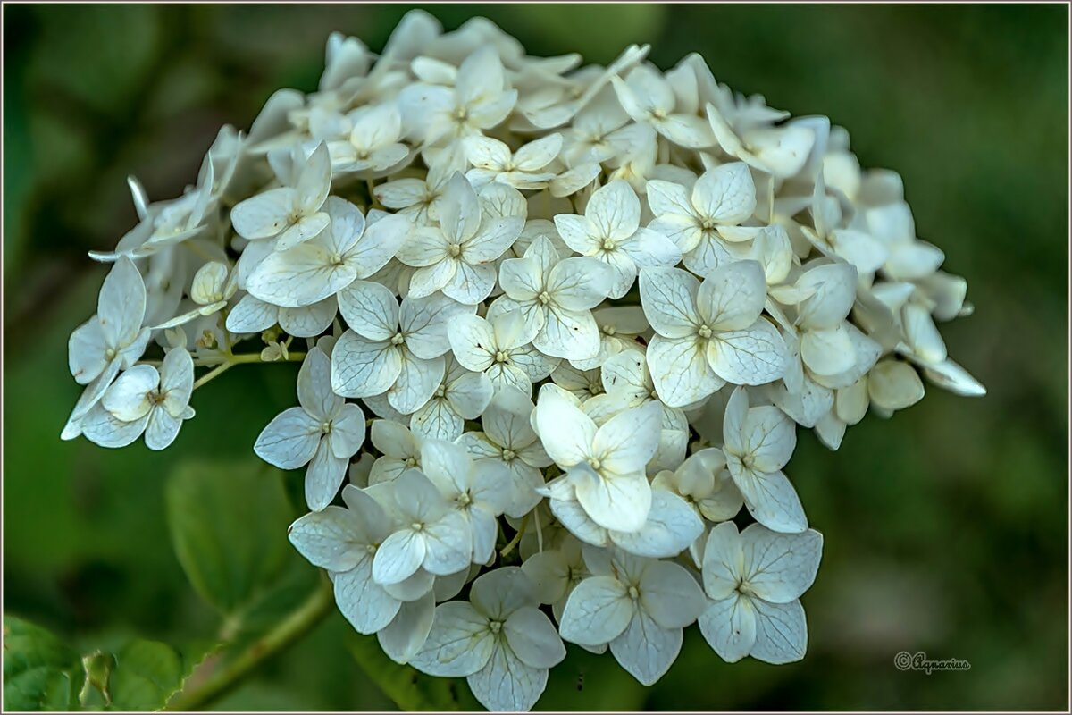 Вечерело - Aquarius - Сергей