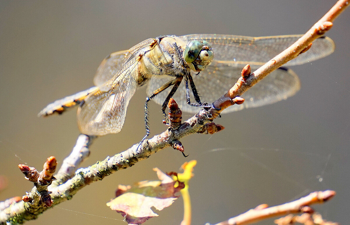 из снятого сегодня 5 - Александр Прокудин из снятого сегодня 5 - Александр Прокудин