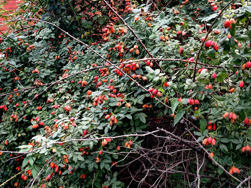 Шиповник уродился. - Александр Чеботарь