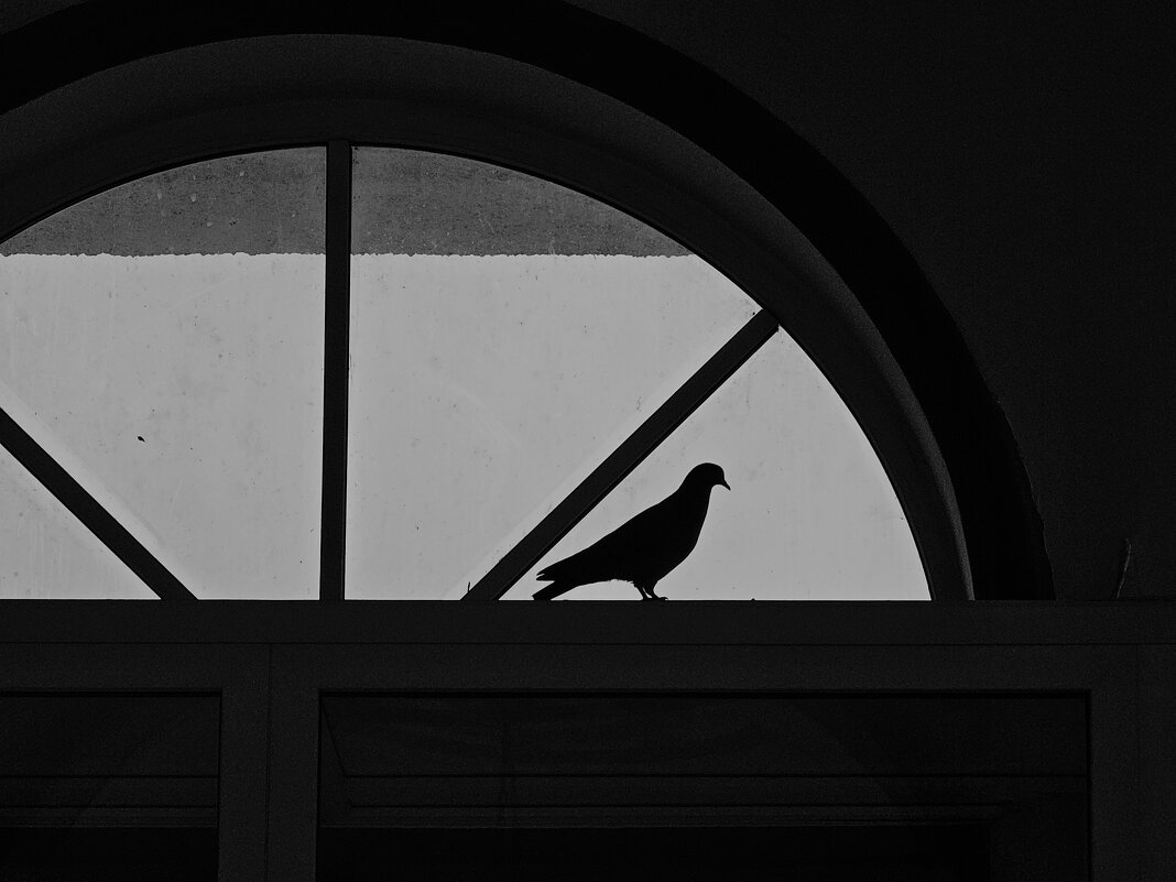 Голубь в окне - Мария Яковлева