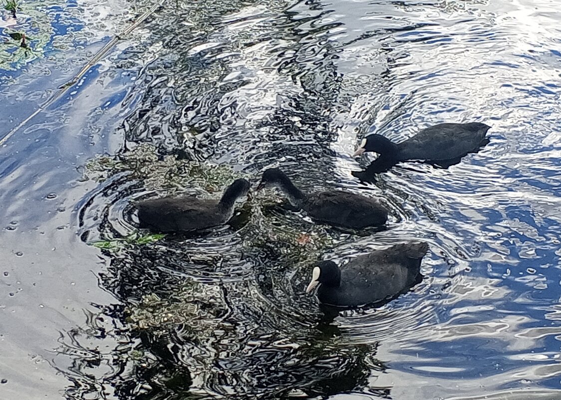 Лысухи - Сапсан 