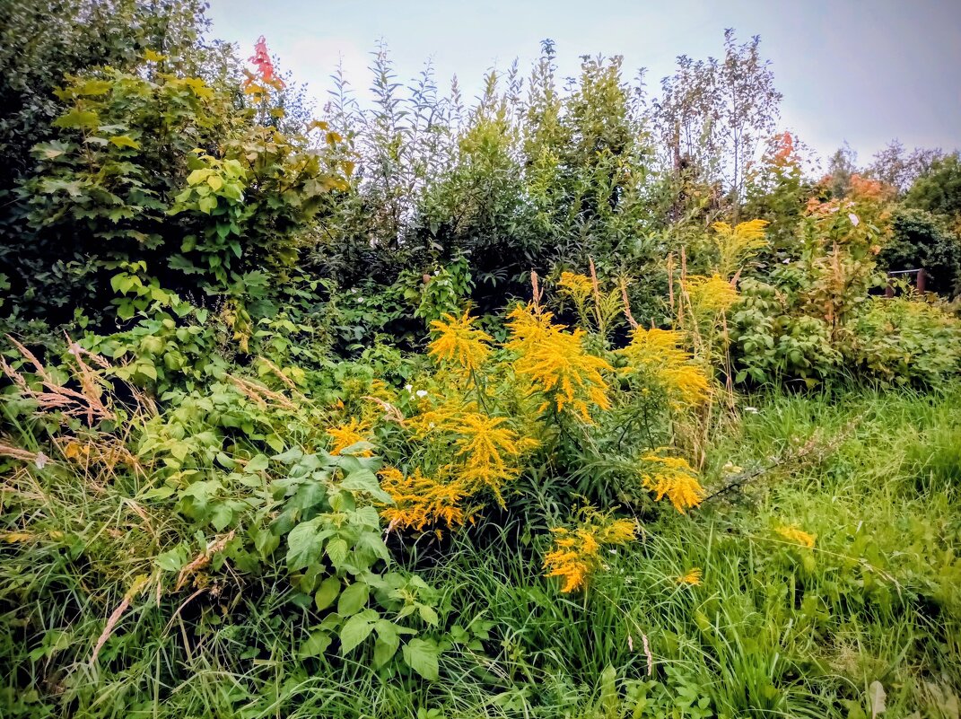 Золотарник - Veera V