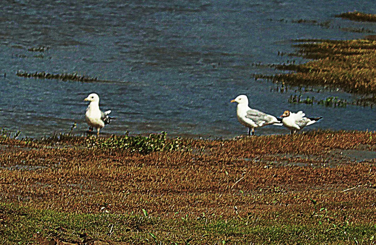 Август... Сизые чайки на берегу Юганской Оби. - Владимир Август... Сизые чайки на берегу Юганской Оби. - Владимир
