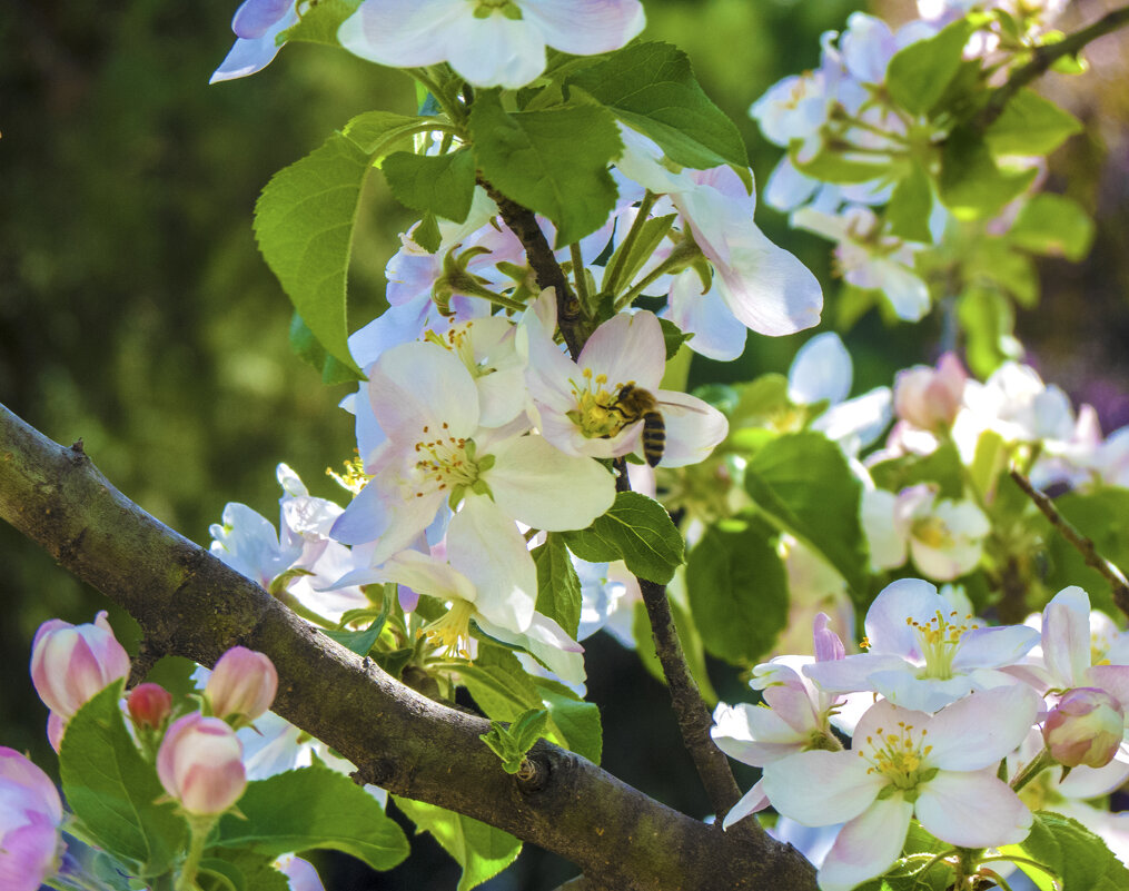 За  нектаром - Валентин Семчишин