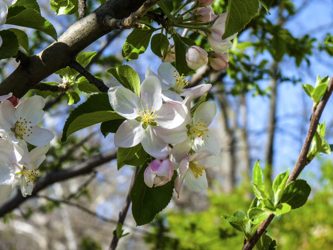 Весенние цветы - Валентин Семчишин Весенние цветы - Валентин Семчишин