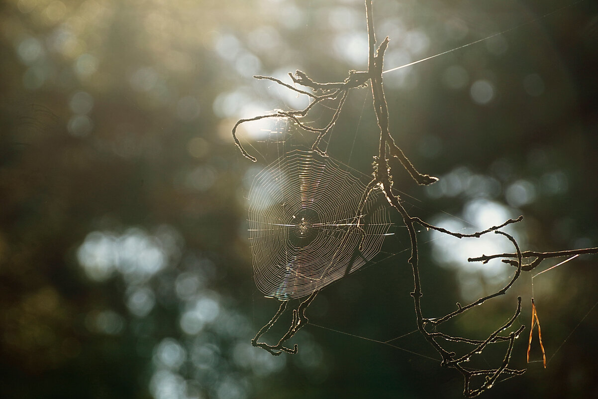 Вот и осень, господа... - Галина Кан