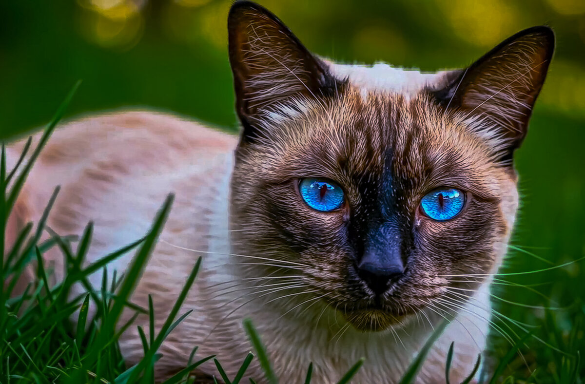 Сиамская кошка - Aleksey Afonin