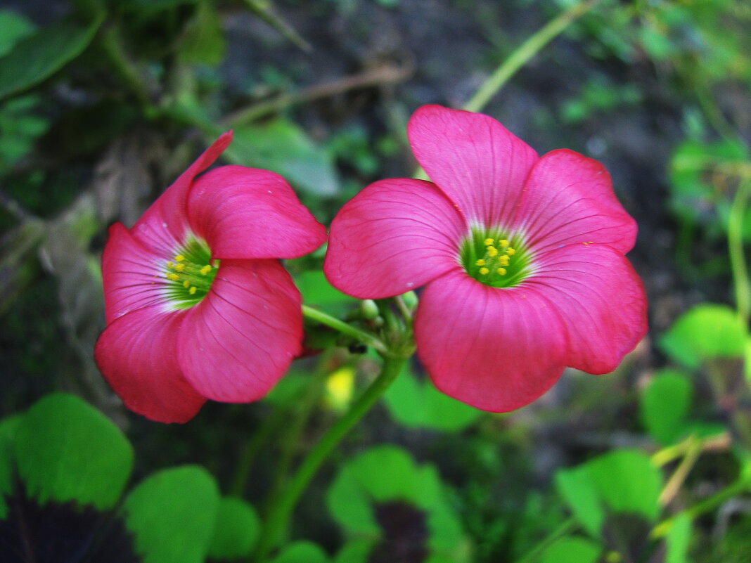 Кислица - Людмила Смородинская