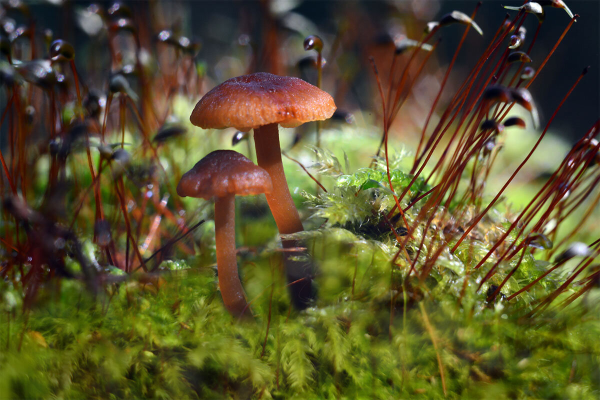 В  моховом  лесу - Геннадий Супрун