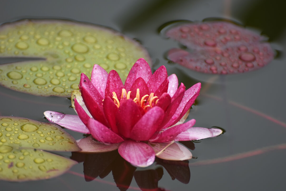 Лето в Ботаническом... Июль. - Наташа ***** Лето в Ботаническом... Июль. - Наташа *****