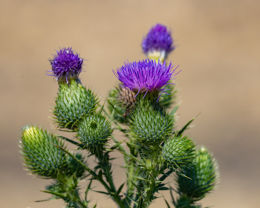 Чертополох... - Александр Посошенко