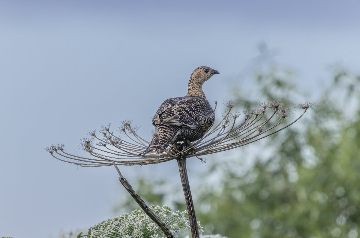 - - юрий макаров