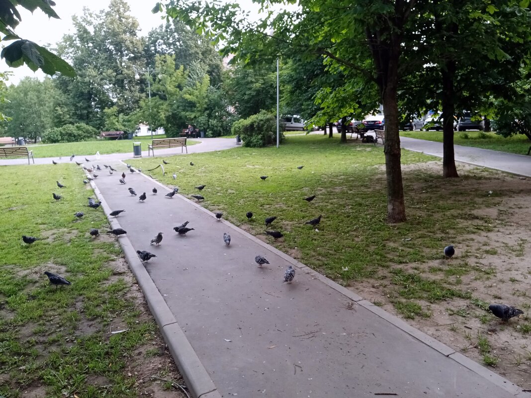 Мой двор. - Владимир Драгунский Мой двор. - Владимир Драгунский