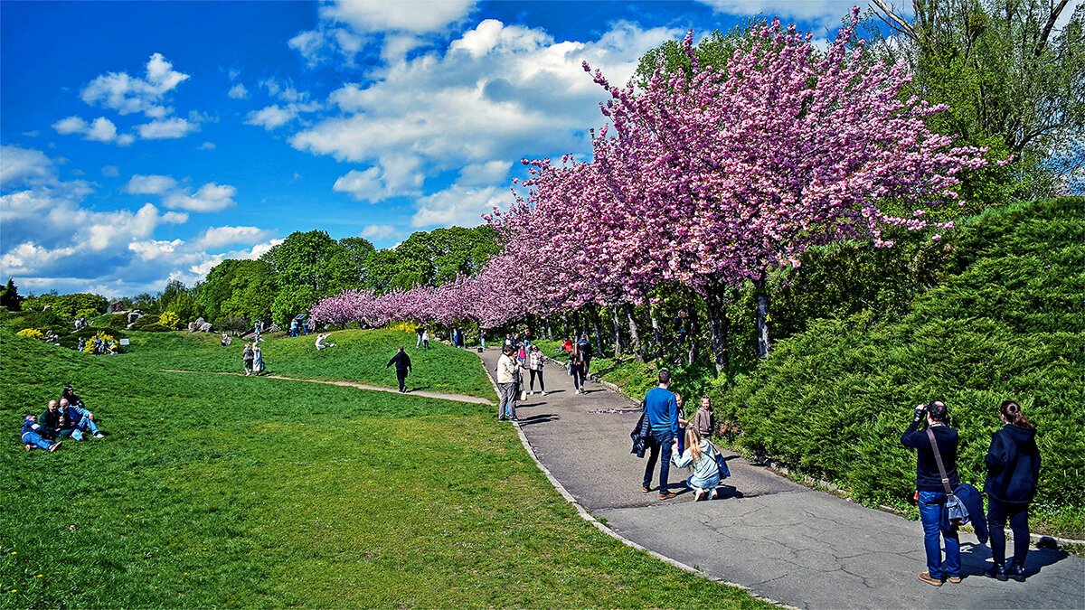 Красота и радость жизни её продлевают - Alexandеr P