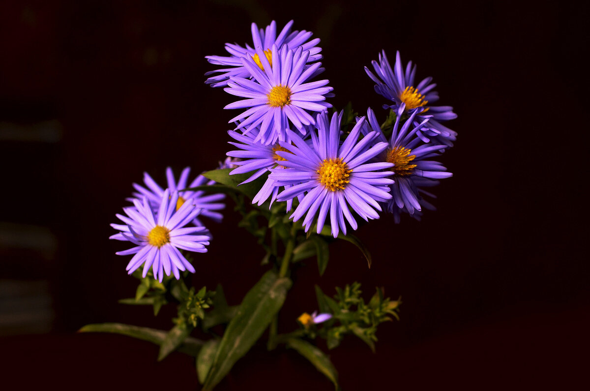 Цветы - Анатолий Уткин