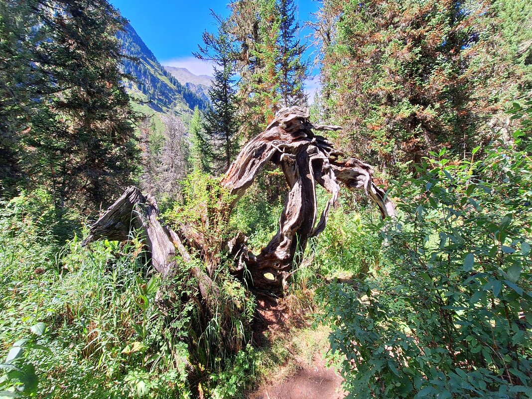 Алтай - Андрей Л. В.