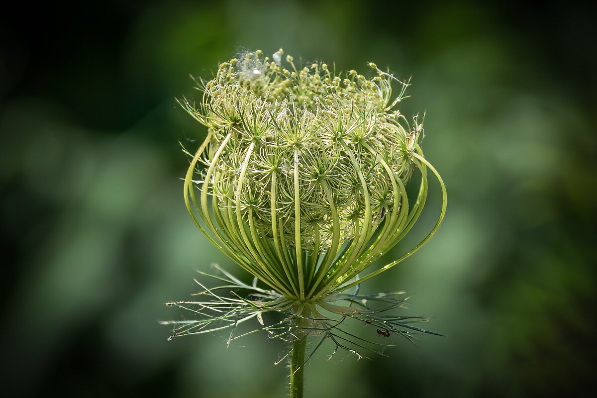 Дикая морковь - Игорь Сикорский Дикая морковь - Игорь Сикорский