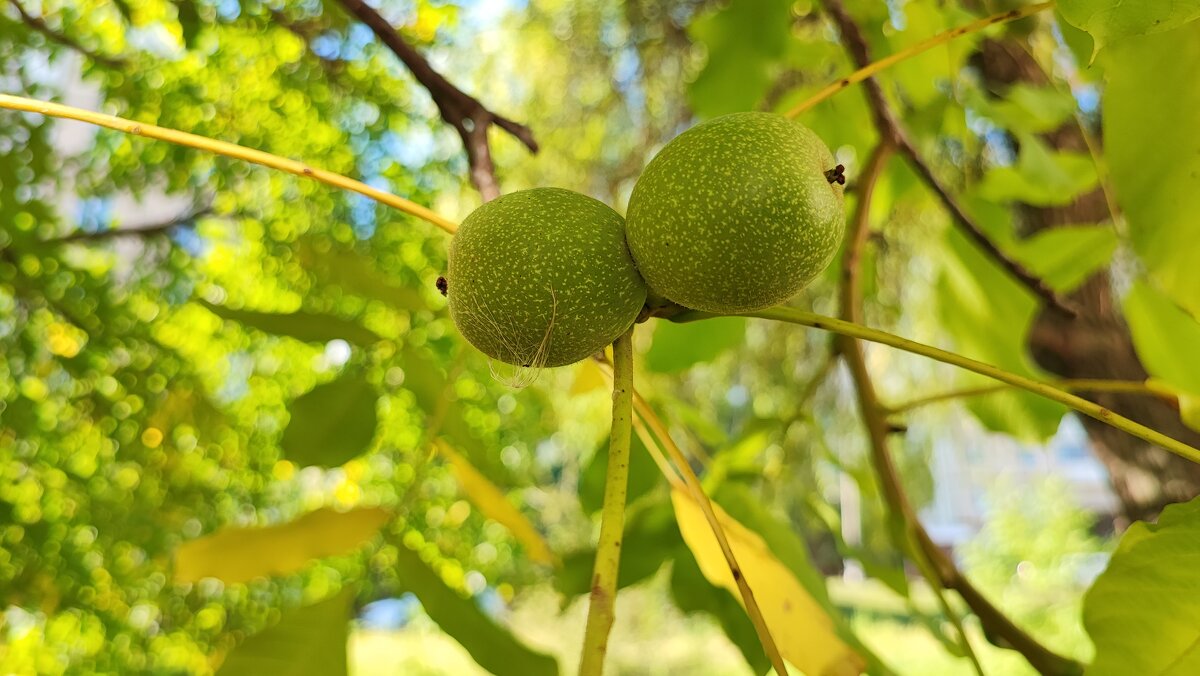 ,,, - Сергей Тимоновский ,,, - Сергей Тимоновский