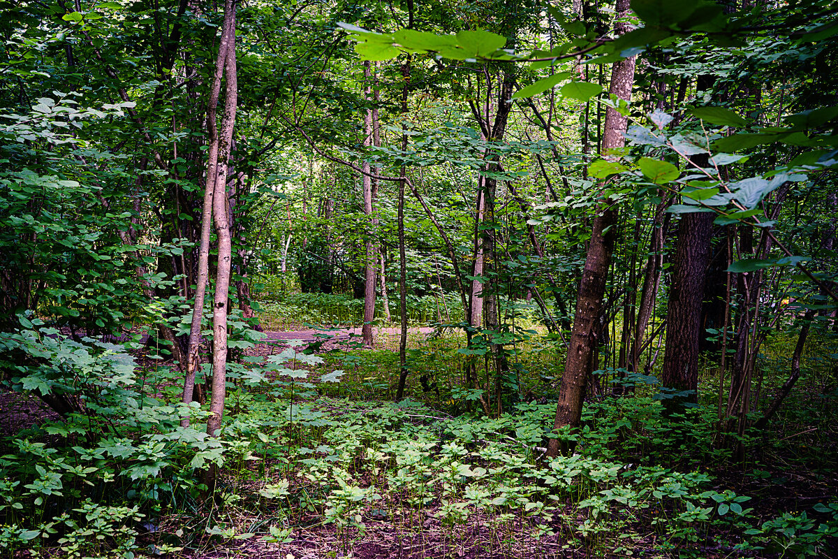 В лесопарке - Владимир Кроливец