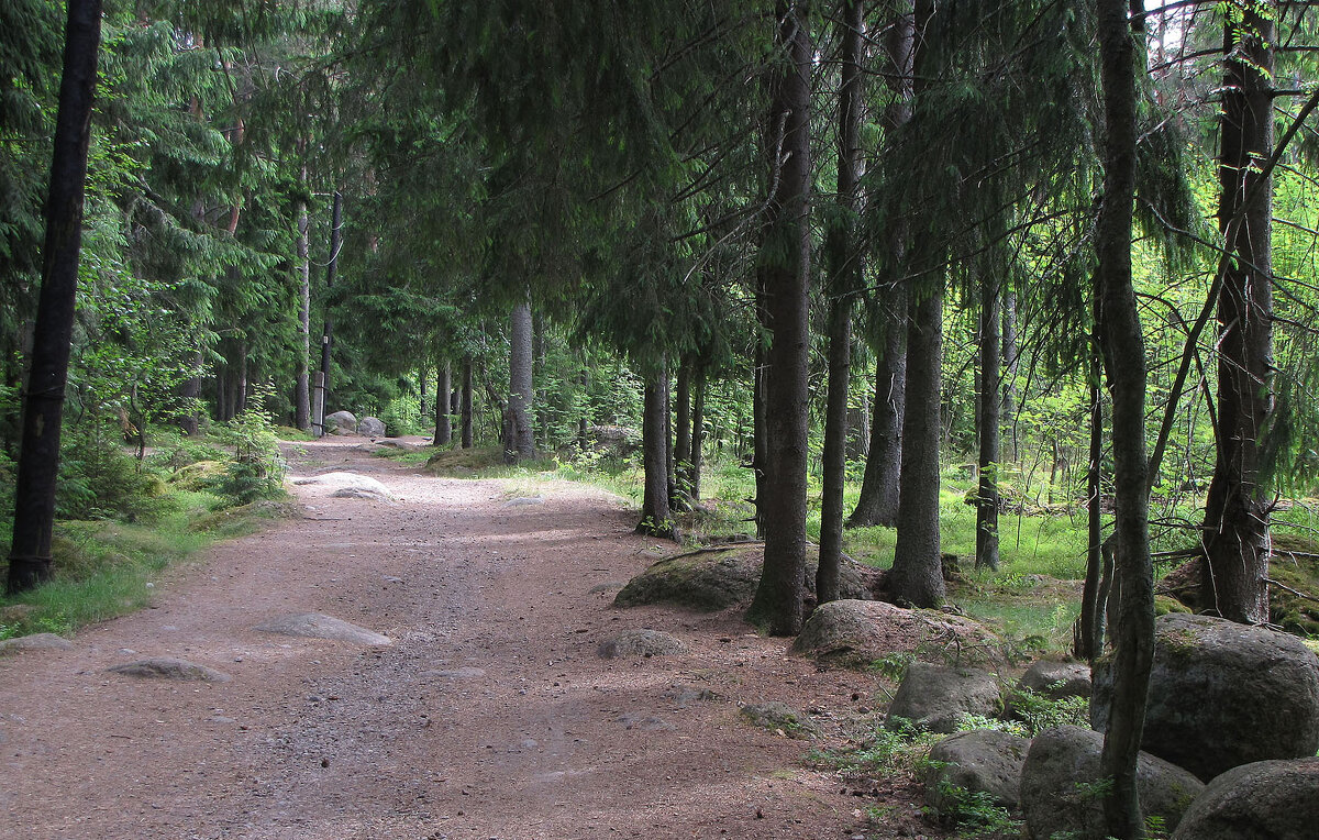 Лесная дорога - Александр Ильчевский Лесная дорога - Александр Ильчевский