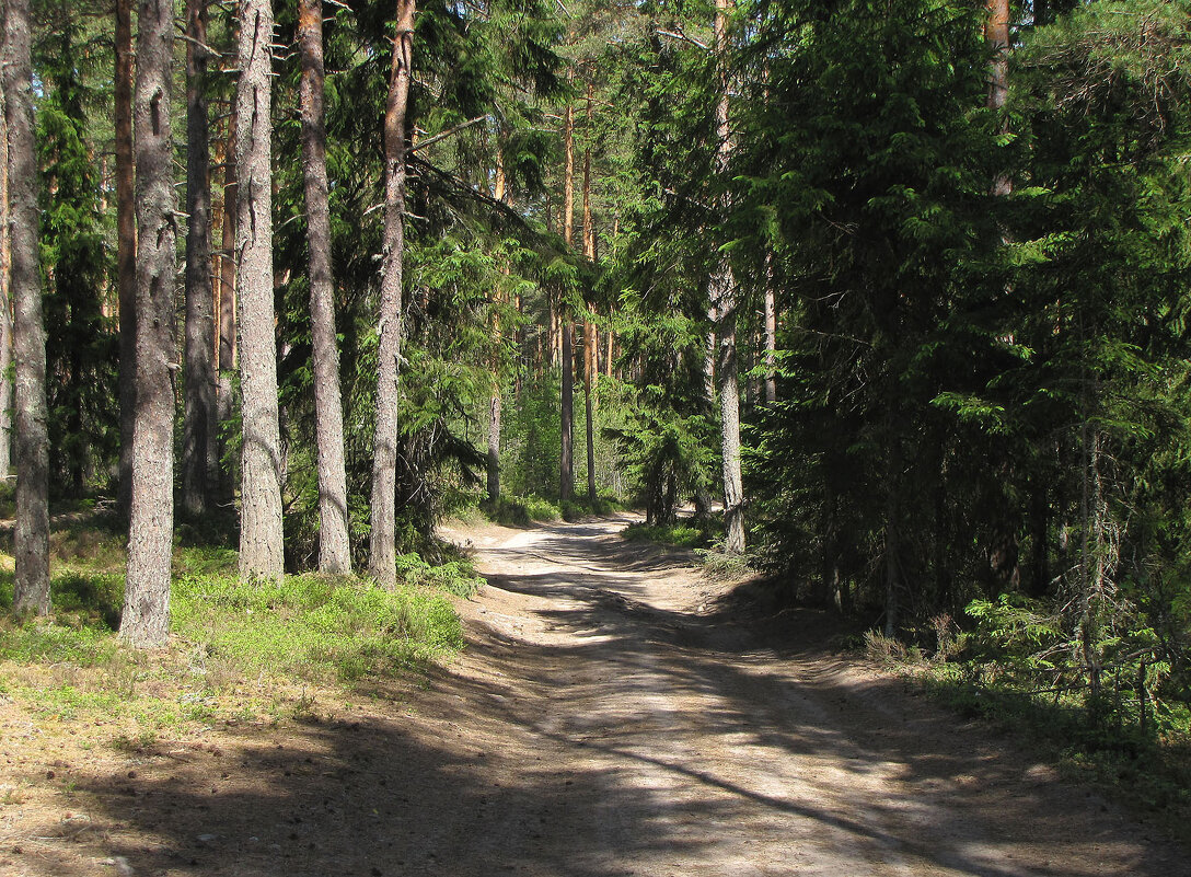 Лесная дорога - Александр Ильчевский 