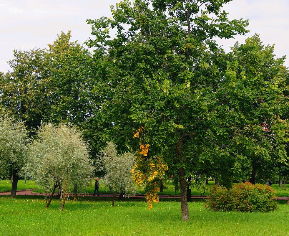 ОСЕННИЙ ЗВОНОЧЕК - Виктор Никитенко