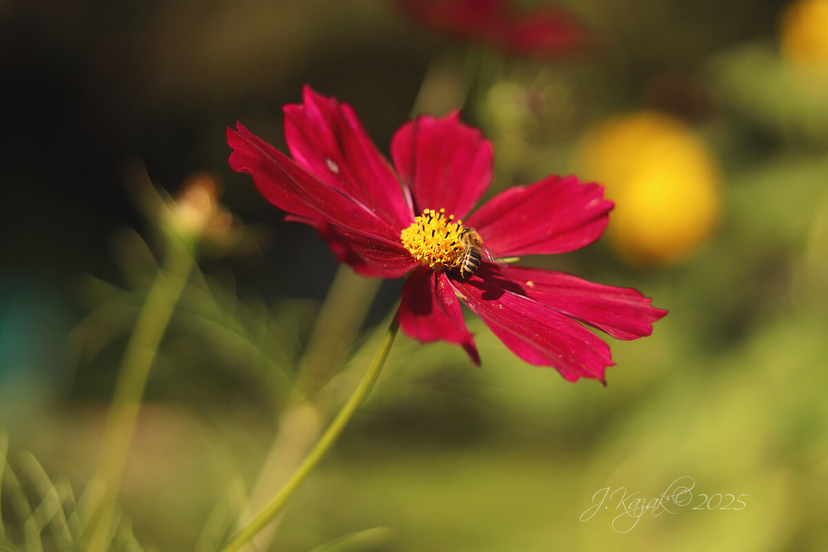 *** - Елена Kазак (selena1965)