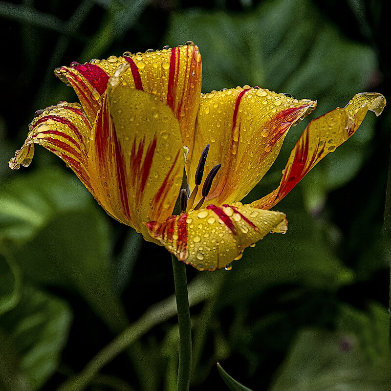 *** - Александр 