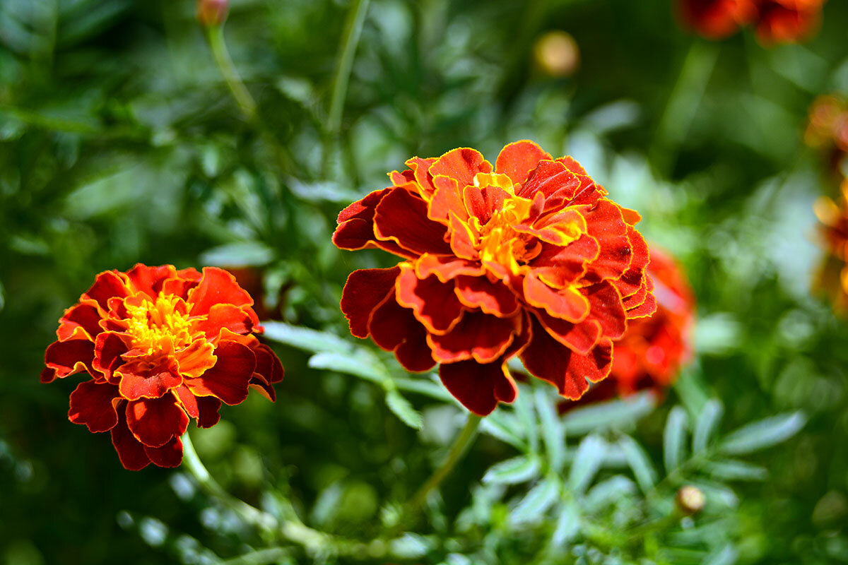 Бархатцы - Геннадий Супрун