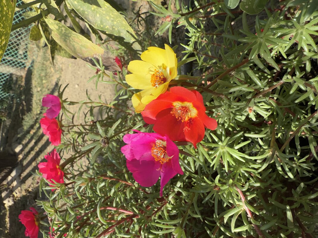 Партулак. - Валентина .