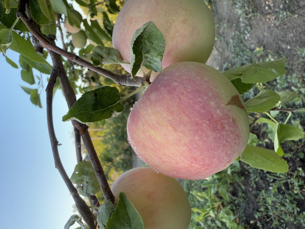 Яблочки - Валентина .