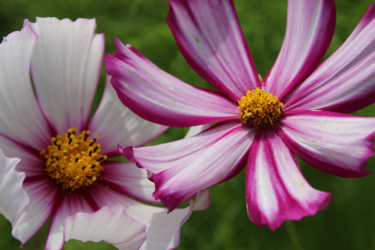 Космея - Ирина Лесиканич