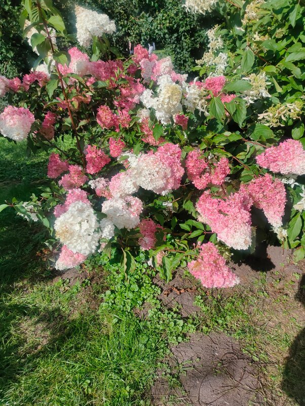 В Ботаническом саду - Ирэн 