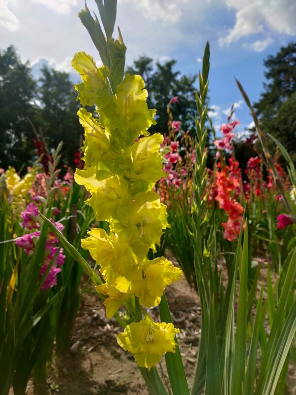 Минск. В Ботаническом саду - Ирэн 