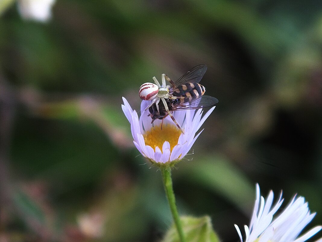 ** - Зоя Мишина