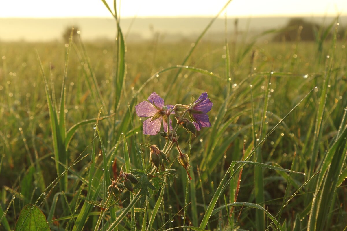 Герань полевая - Валентина 