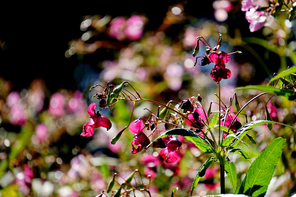 из снятого вчера  2 - Александр Прокудин