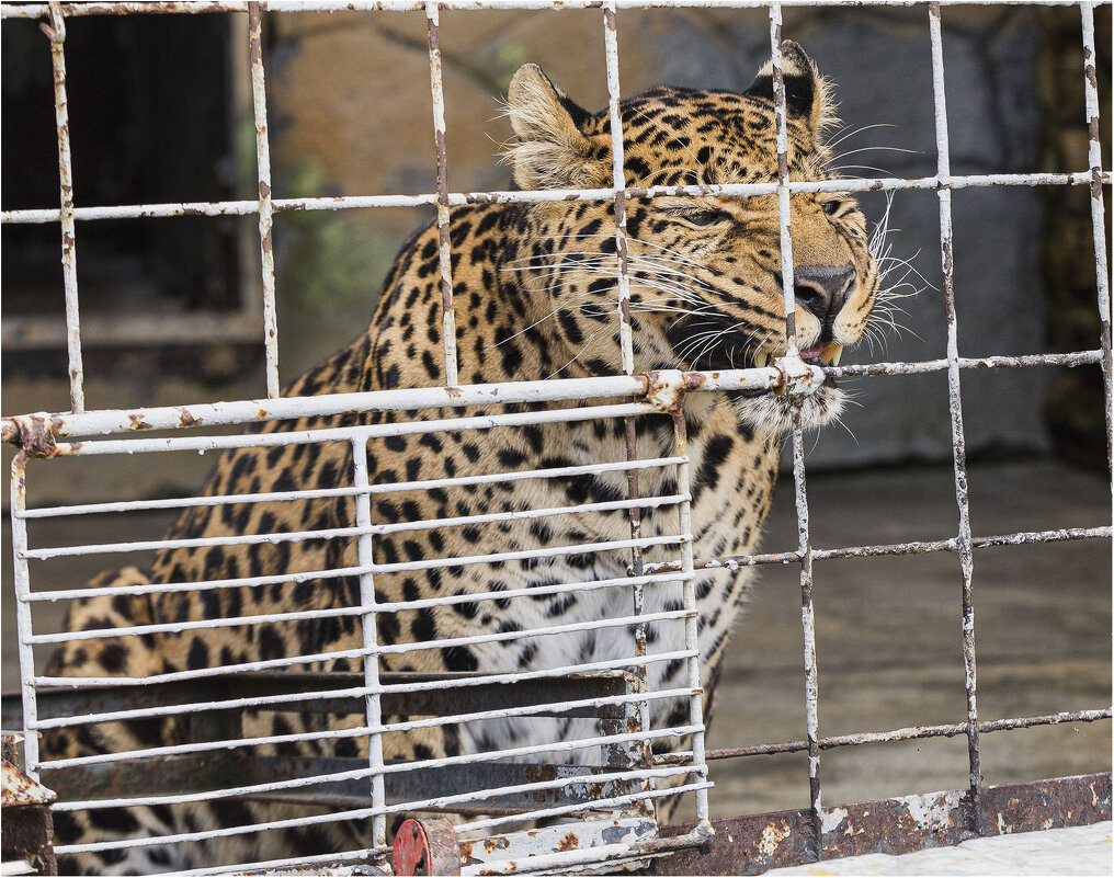 Леопард - Александр Ширяев