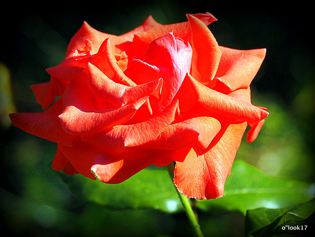 они на радость нам даны - Олег Лукьянов