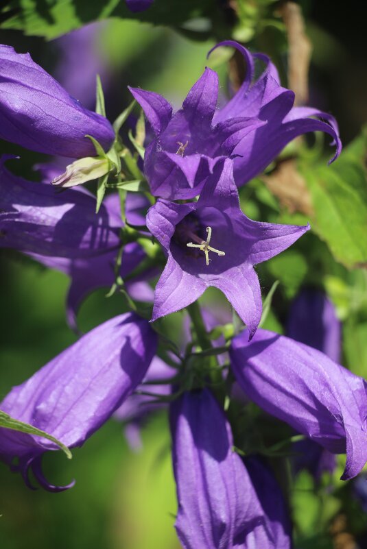 Воспоминания о лете. Июль - Наталья Герасимова