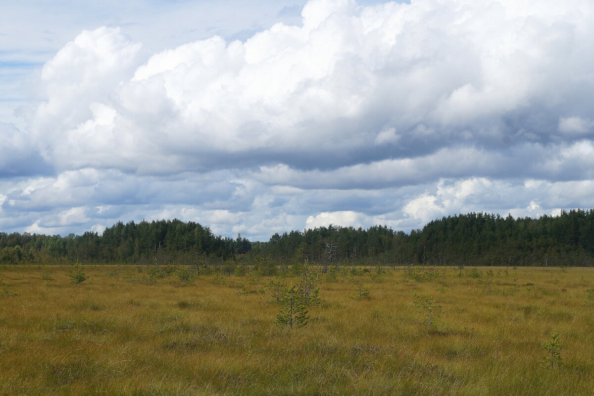 Эко-тропа "Сестрорецкое болото" - zavitok * Эко-тропа "Сестрорецкое болото" - zavitok *