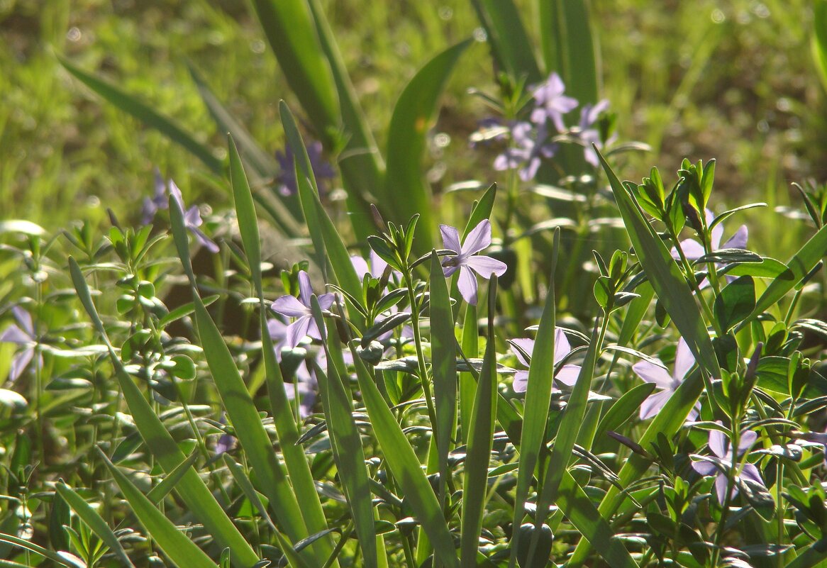 "Будет апрель!" Ю.Левитанский - Syntaxist (Светлана)