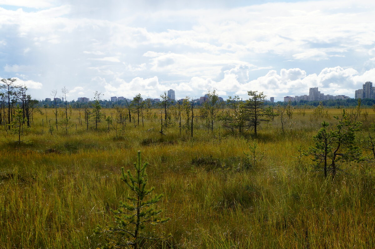 на горизонте Сестрорецк - zavitok *