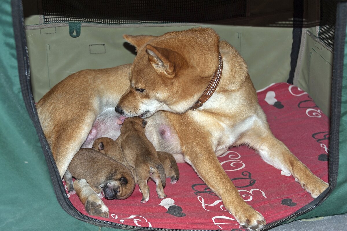 Кто-то наелся, а кому-то ещё мало - Валерий Иванович Кто-то наелся, а кому-то ещё мало - Валерий Иванович