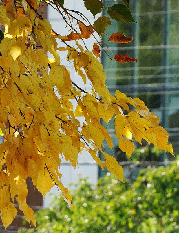 Скоро Осень... - Николай Саржанов Скоро Осень... - Николай Саржанов